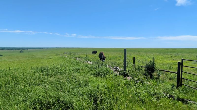 Bison Are Back, and They Mean Business Bison Are Back, and They Mean Business