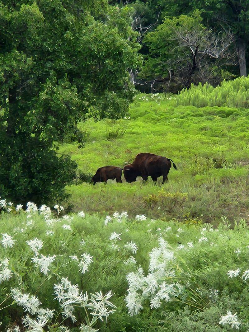 Bison, Deer, and the Wildlife Factor Bison, Deer, and the Wildlife Factor