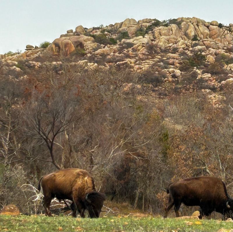Bison: The Living Symbol of the Southern Plains Bison: The Living Symbol of the Southern Plains