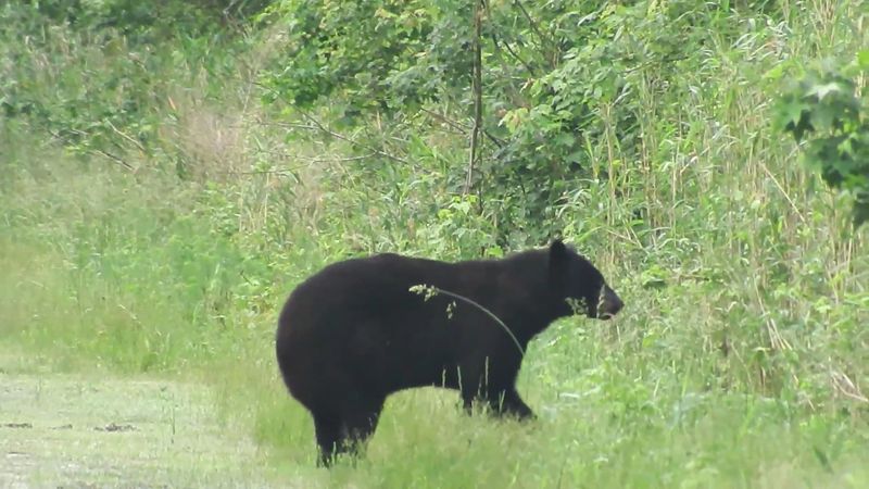 Black Bear Season in Early Summer Black Bear Season in Early Summer