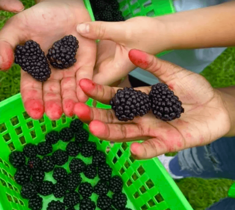 Blackberry Picking the Old-Fashioned Way Blackberry Picking the Old-Fashioned Way