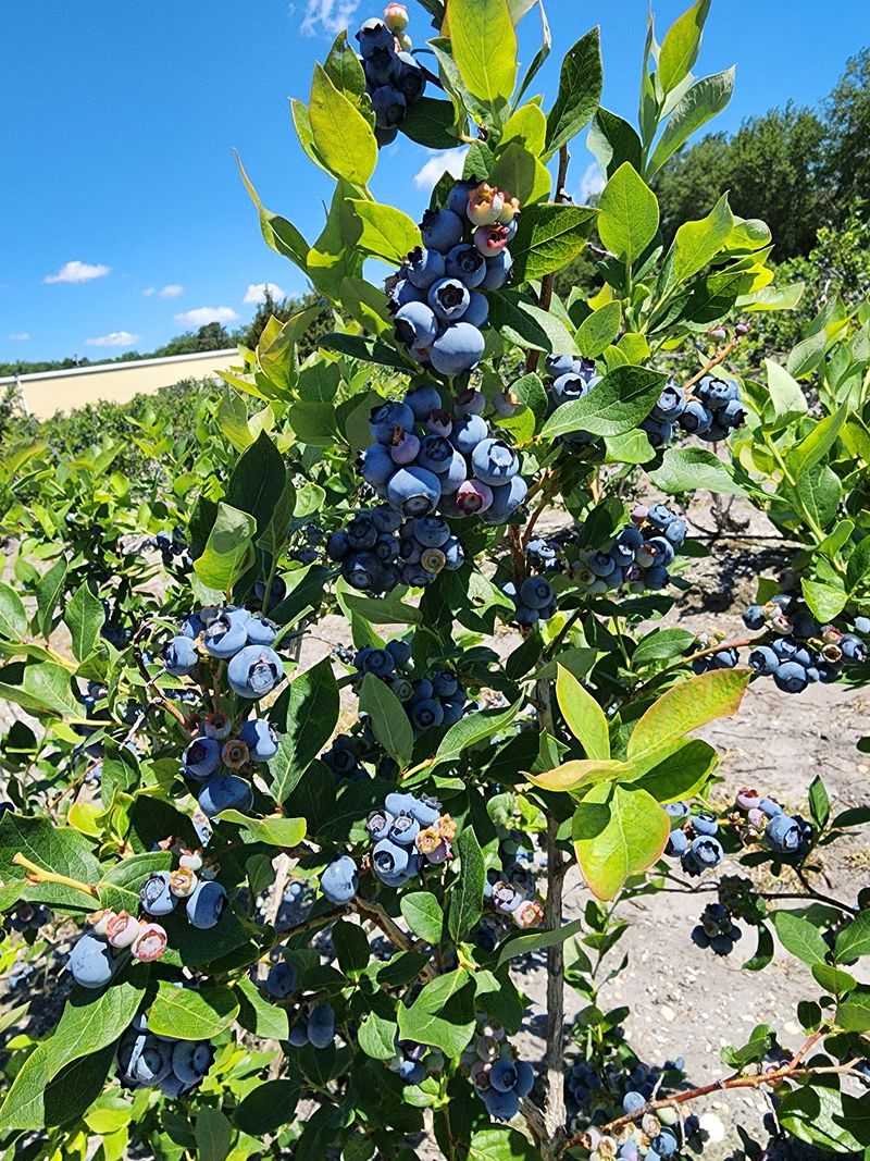 Blueberries as a Local Identity Blueberries as a Local Identity