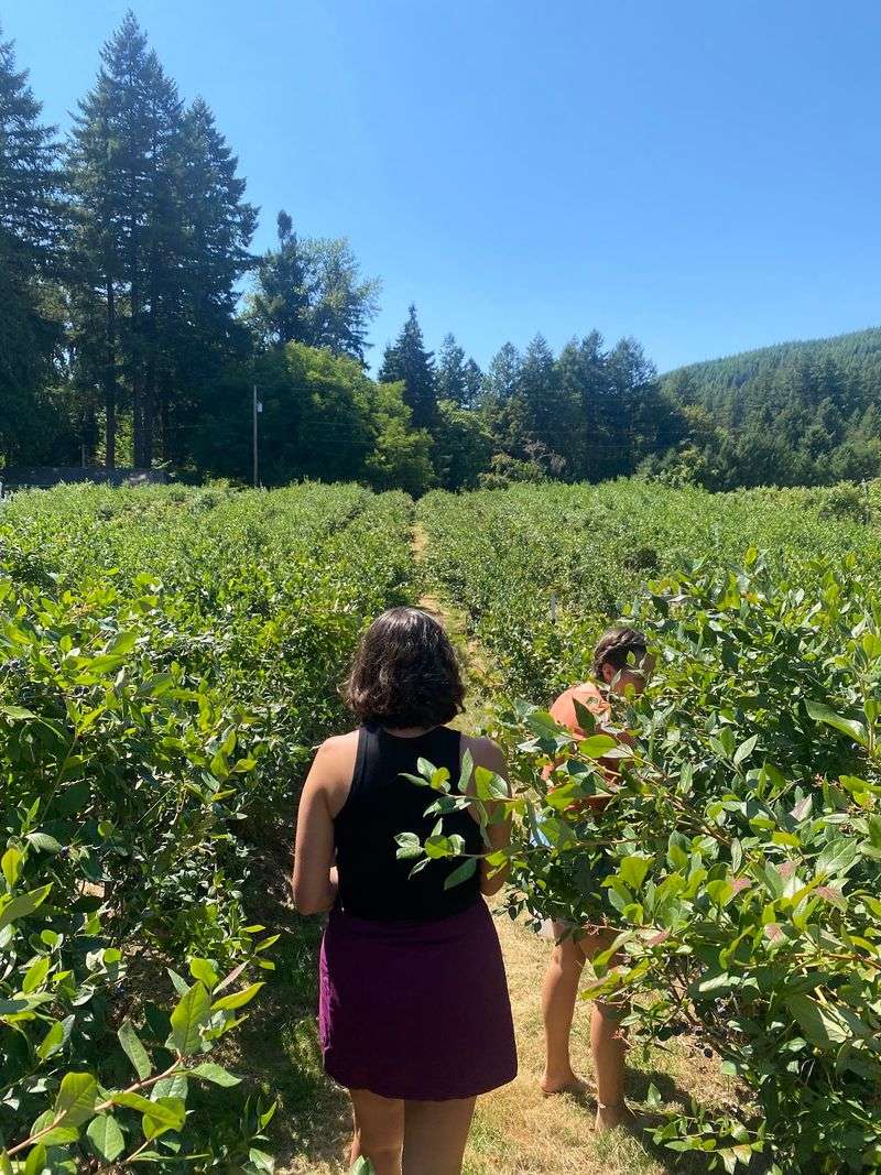 Blueberry Patch Farm, Walterville, OR Blueberry Patch Farm, Walterville, OR