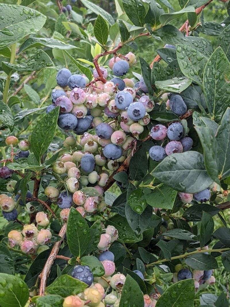 Blueberry Picking for the Whole Family