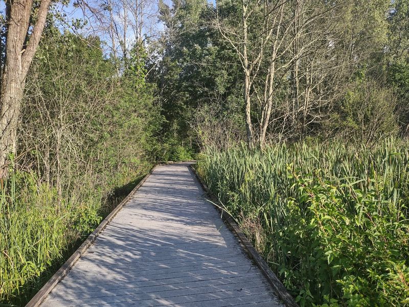 Boardwalks, Cattails, and the Fox Trail Boardwalks, Cattails, and the Fox Trail