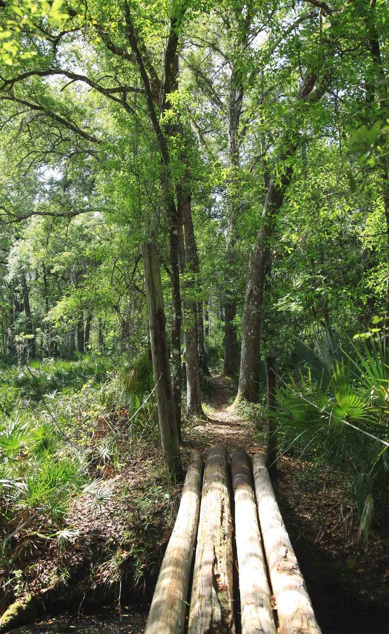 Boardwalks, Puncheon, and a Log Bridge