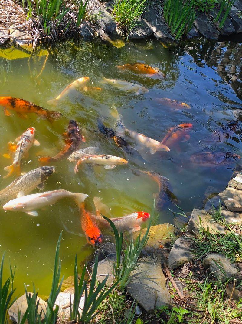 Botanical Gardens, the Sensory Garden, and Canyon Creek Botanical Gardens, the Sensory Garden, and Canyon Creek