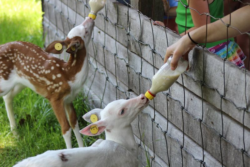 Bottle-Feeding Fawns: The Softest Highlight of Any Visit