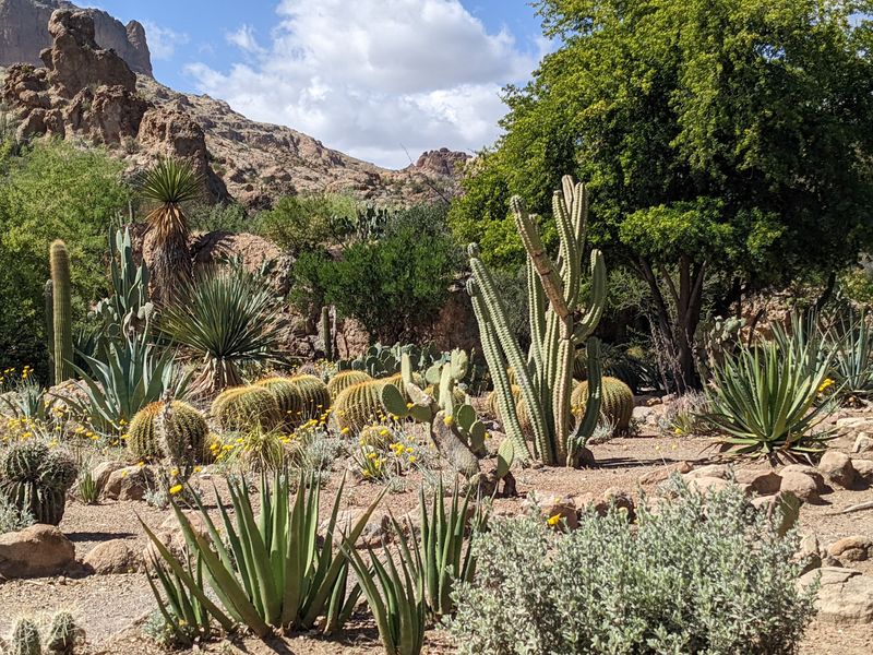 Boyce Thompson Arboretum Cactus and Succulents Garden, Superior, Arizona Boyce Thompson Arboretum Cactus and Succulents Garden, Superior, Arizona
