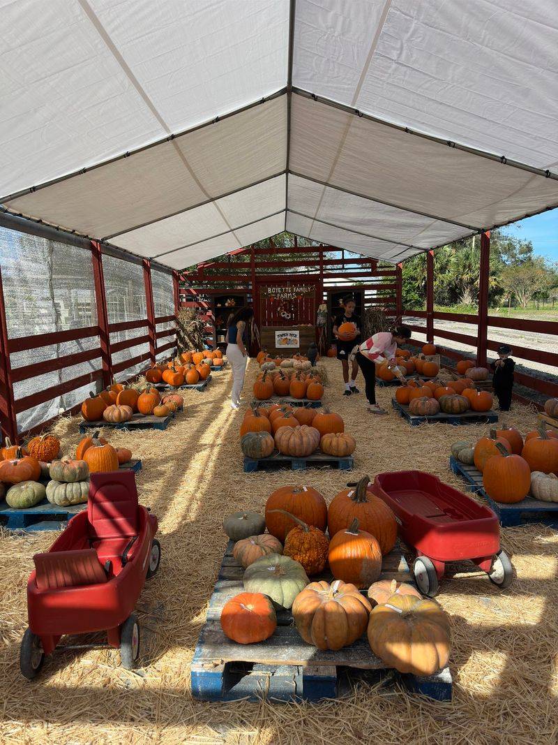 Boyette Family Farms, Wesley Chapel, FL Boyette Family Farms, Wesley Chapel, FL