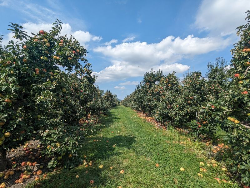 Brecknock Orchard, Mohnton, Pennsylvania Brecknock Orchard, Mohnton, Pennsylvania