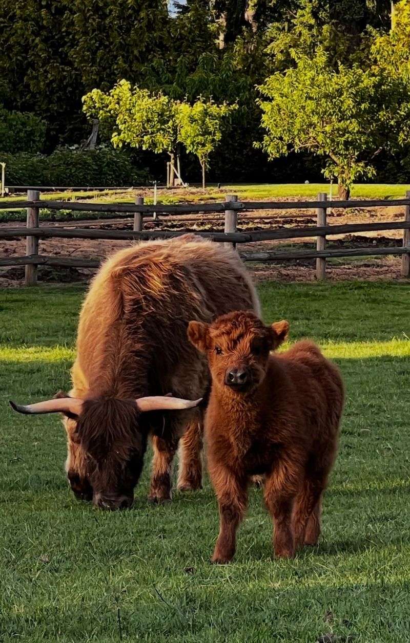 Bringing Home A Calf Of Your Own Bringing Home A Calf Of Your Own