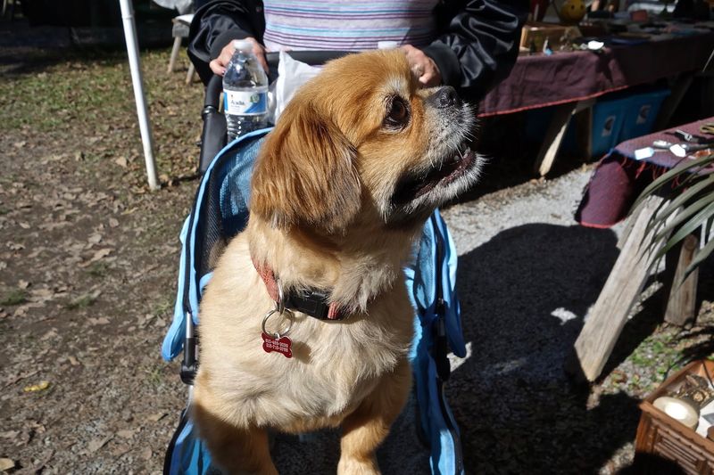 Bringing the Dogs, the Kids, and the Whole Family Along Bringing the Dogs, the Kids, and the Whole Family Along