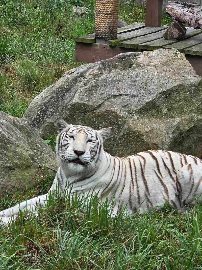 Brown Bears and Big Cats: The Wild Side of the Park Brown Bears and Big Cats: The Wild Side of the Park