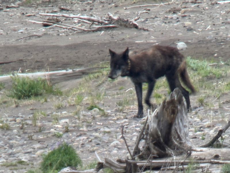 BrushBuck Wildlife Tours, Jackson, Wyoming BrushBuck Wildlife Tours, Jackson, Wyoming