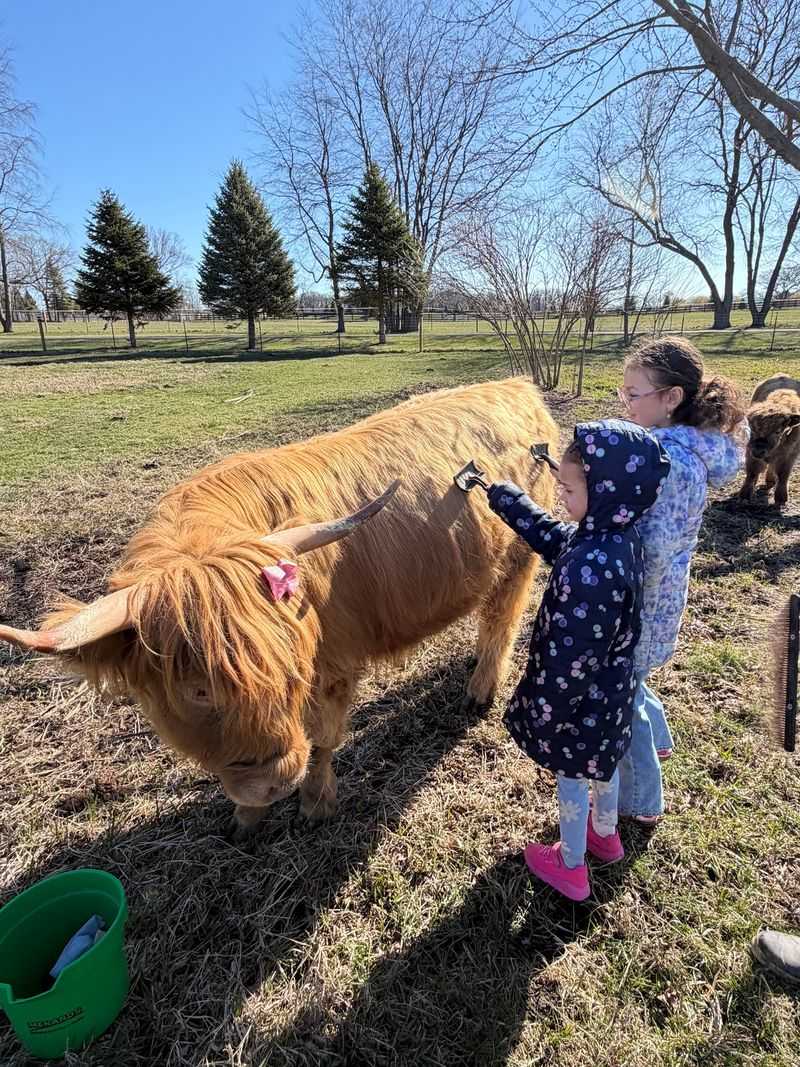 Brushing the Cows - A Surprisingly Therapeutic Ritual Brushing the Cows - A Surprisingly Therapeutic Ritual