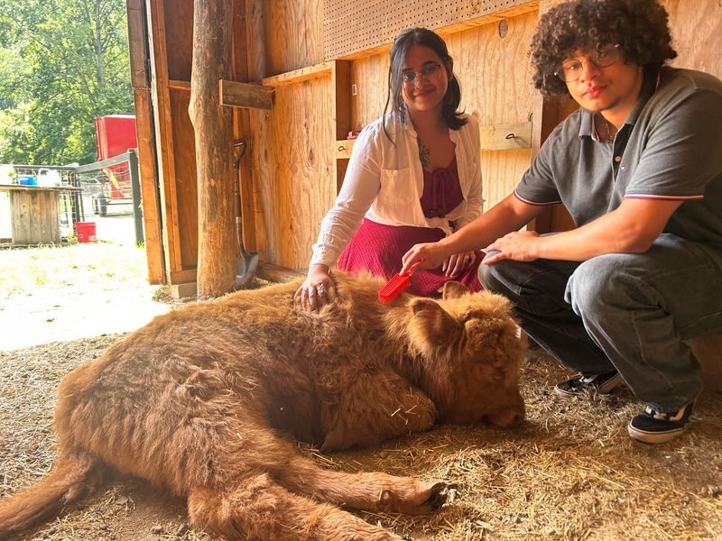 Brushing the Fluffy Highland Cows Brushing the Fluffy Highland Cows