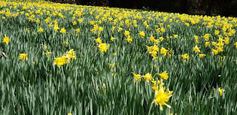 Bulbs to Carry Spring Home With You Bulbs to Carry Spring Home With You