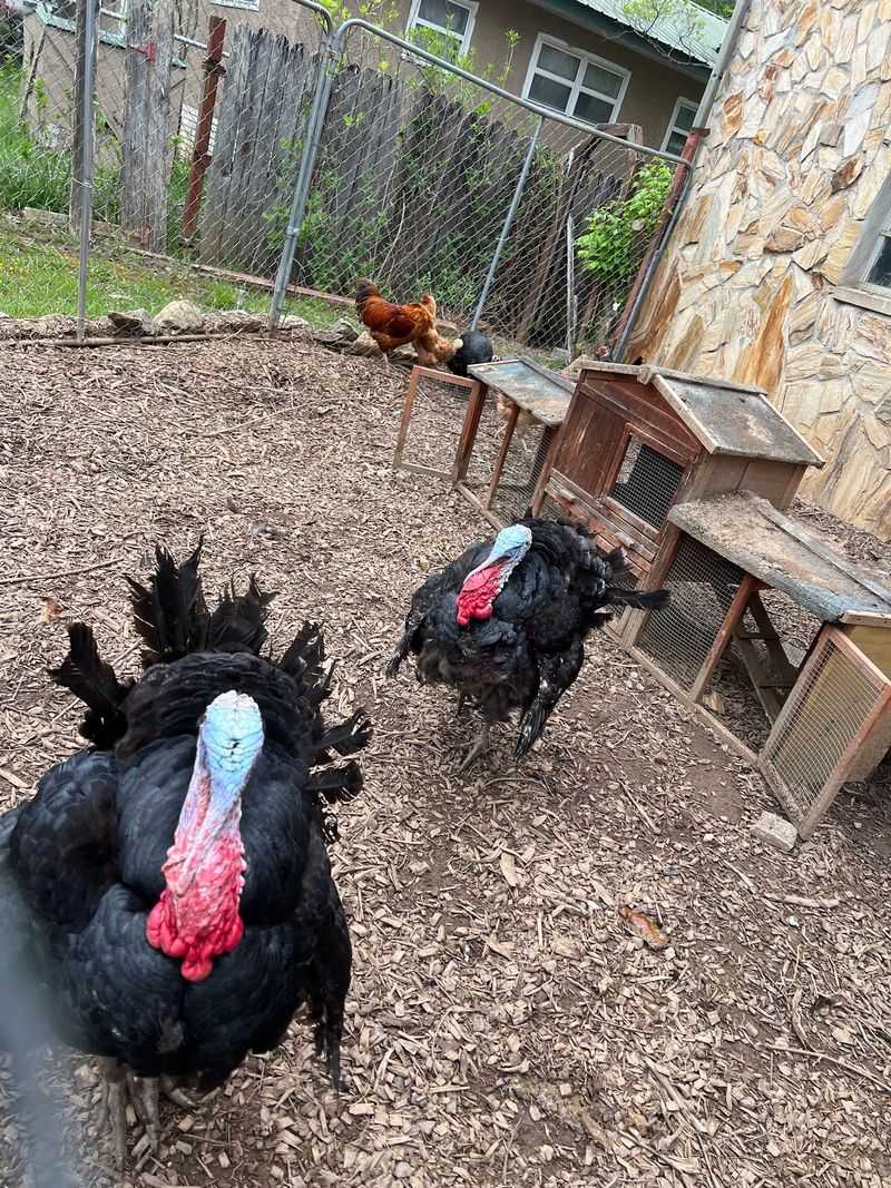 Bunnies, Birds, and Barnyard Surprises Bunnies, Birds, and Barnyard Surprises