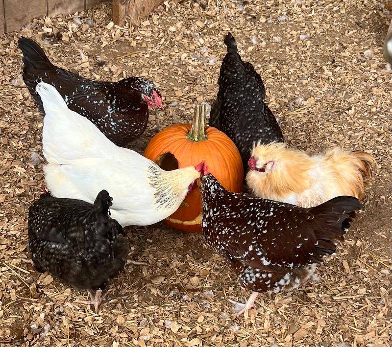 Bunnies, Chickens, and Barnyard Friends Bunnies, Chickens, and Barnyard Friends