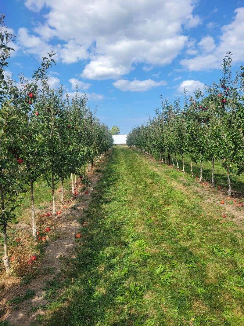 Burnham Orchards on the Berlin Heights Map