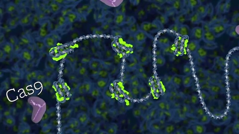 CRISPR Gene Editing CRISPR Gene Editing