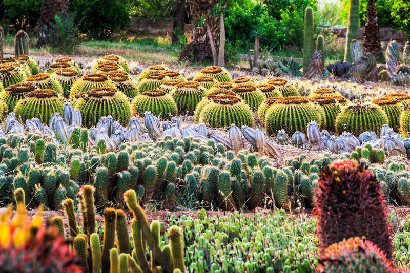 Cactus Thiemann, Marrakech, Morocco Cactus Thiemann, Marrakech, Morocco