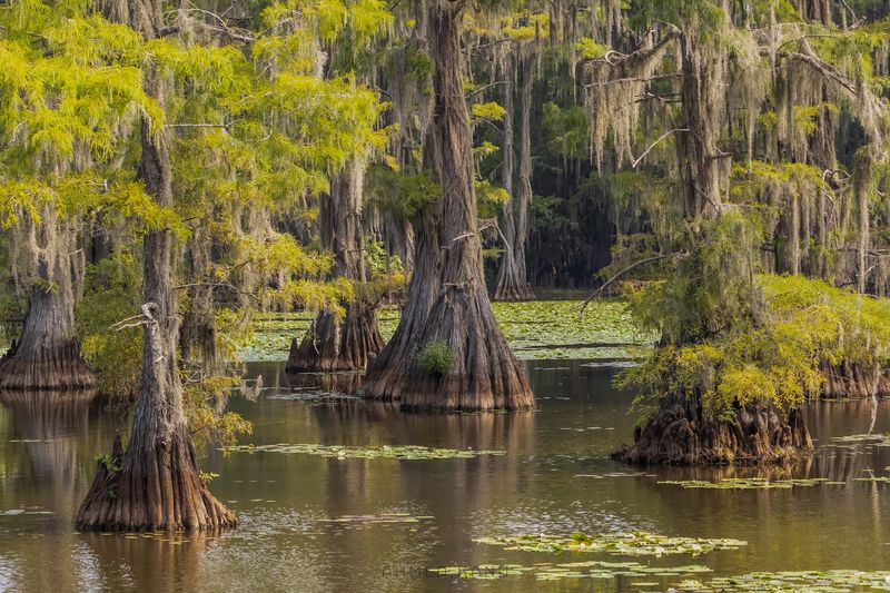 Caddo Lake State Park, Karnack, Texas