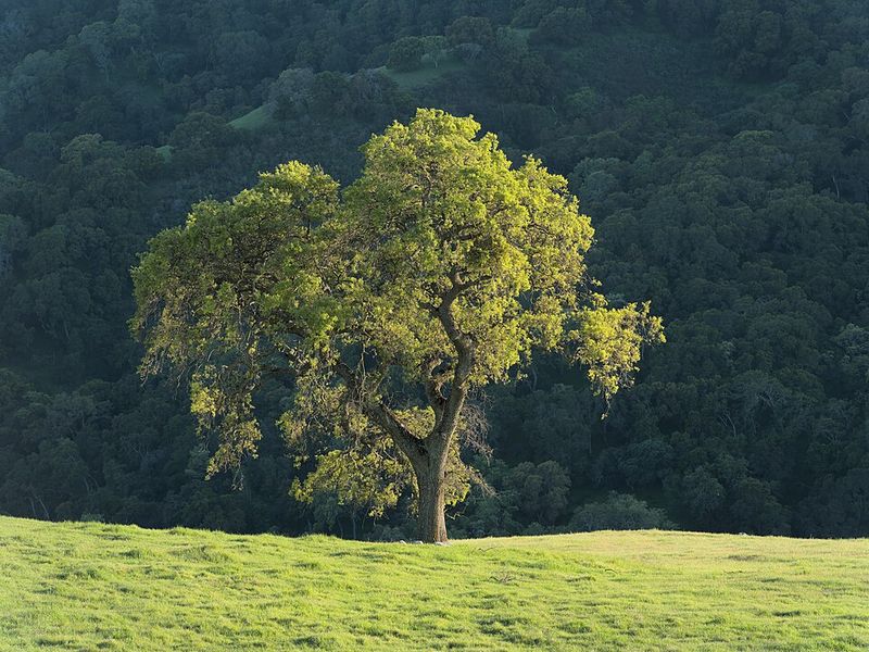 California Floristic Province, United States and Mexico California Floristic Province, United States and Mexico