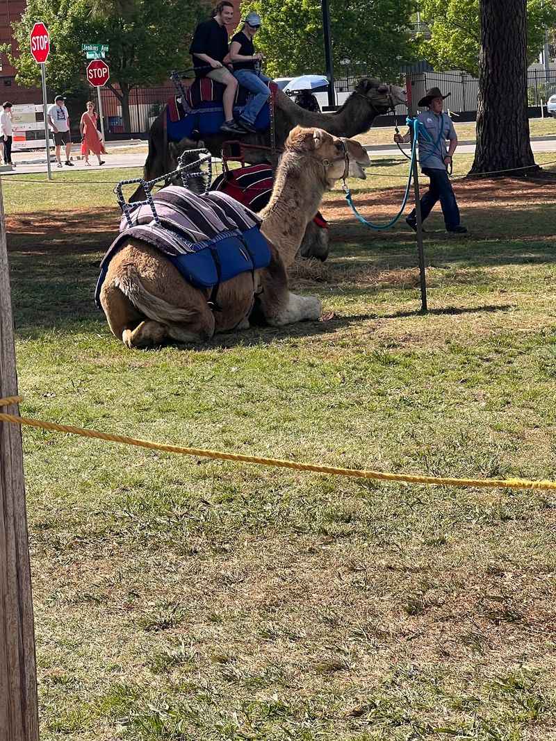 Camel Rides and Creatures That Steal the Show