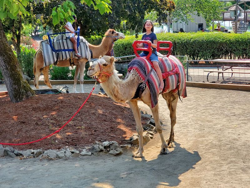 Camel Rides and Hands-On Encounters Camel Rides and Hands-On Encounters