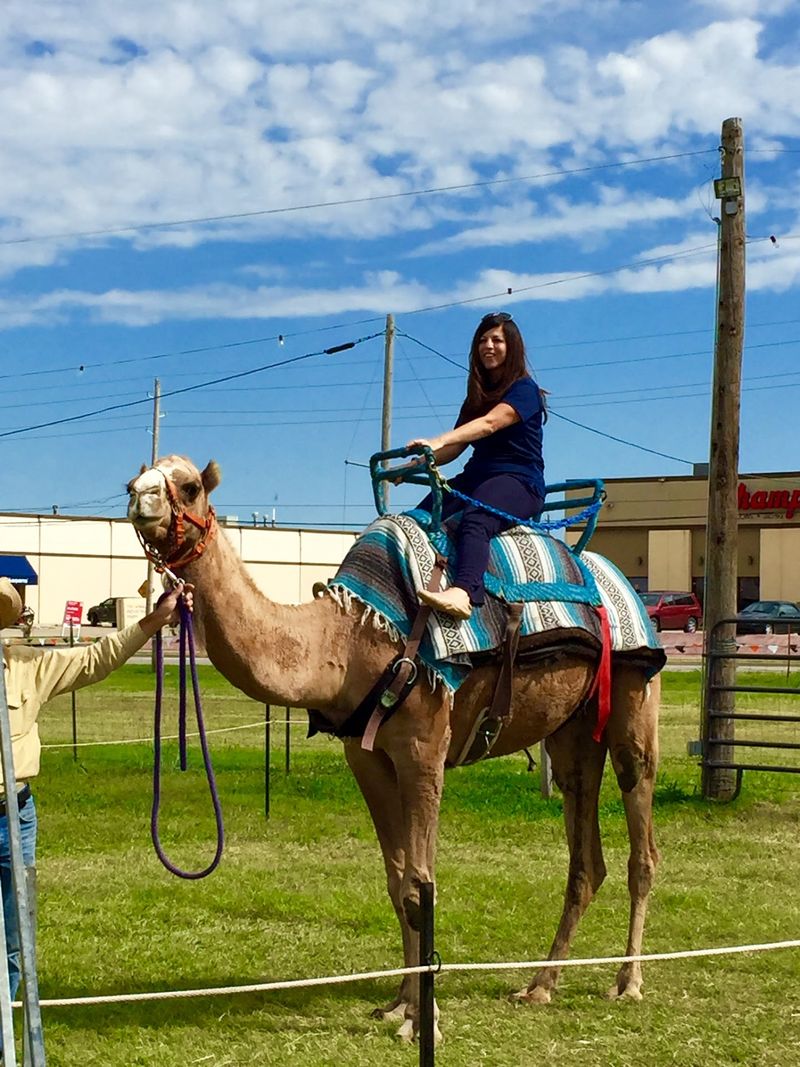 Camel Rides and the Petting Zoo That Steals the Show Camel Rides and the Petting Zoo That Steals the Show