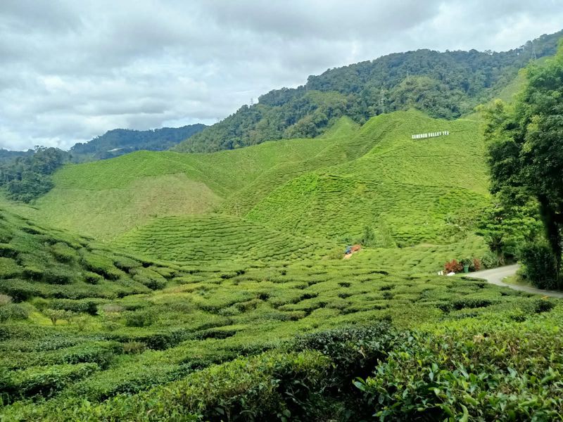 Cameron Highlands, Pahang, Malaysia Cameron Highlands, Pahang, Malaysia