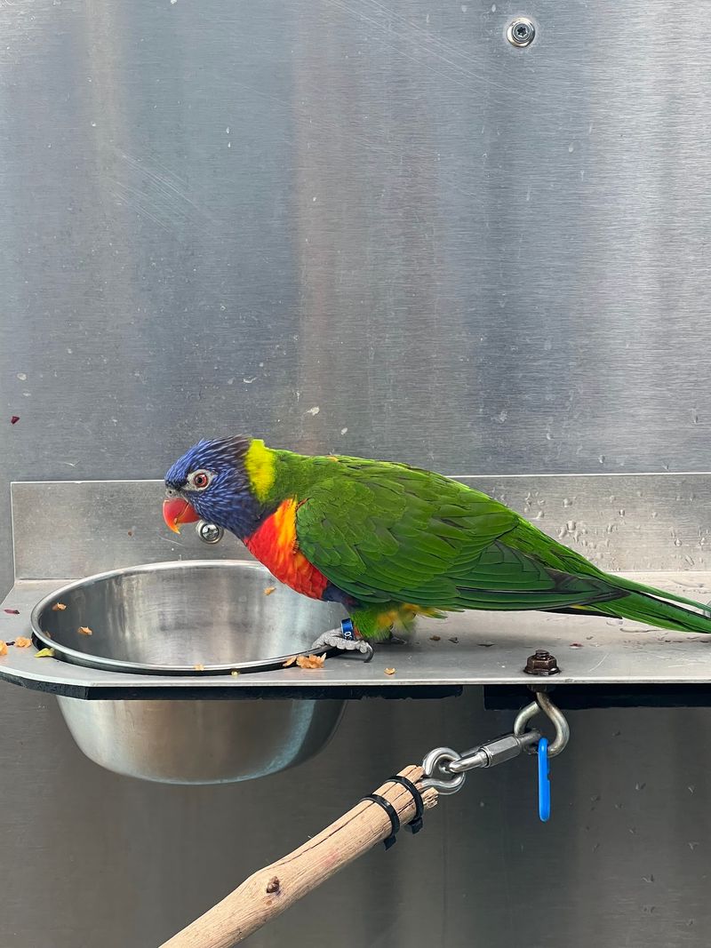 Canary's Call: Rainbow Lorikeets, Flying Foxes, and a Message Worth Hearing Canary's Call: Rainbow Lorikeets, Flying Foxes, and a Message Worth Hearing