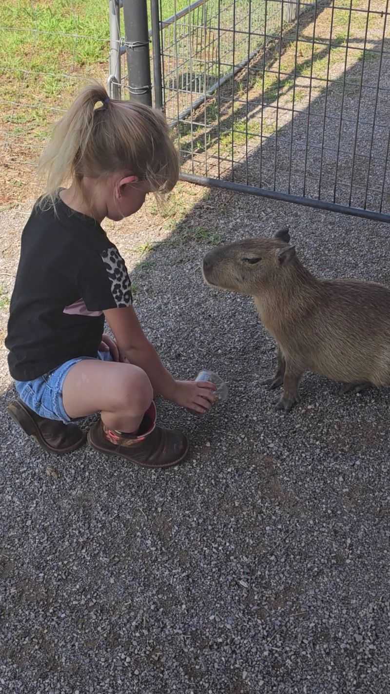 Capybaras, Turtles, Horses, and the Supporting Cast Capybaras, Turtles, Horses, and the Supporting Cast