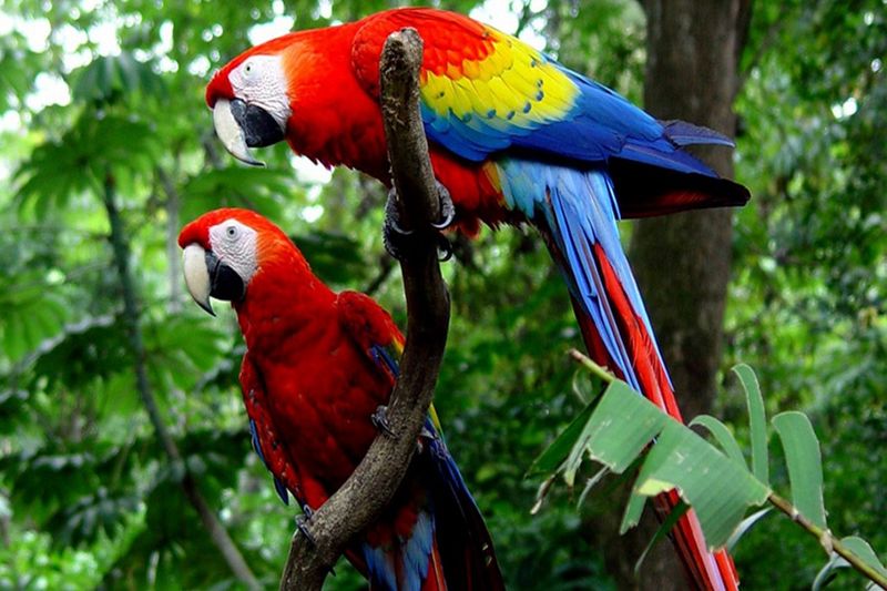 Carara National Park, Tárcoles, Puntarenas Province, Costa Rica