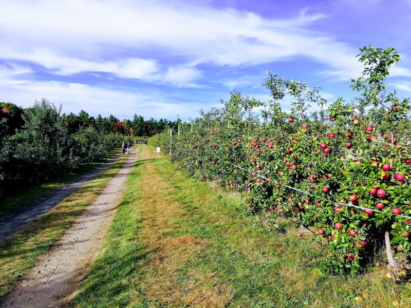 Carlson Orchards, Inc, Harvard, MA
