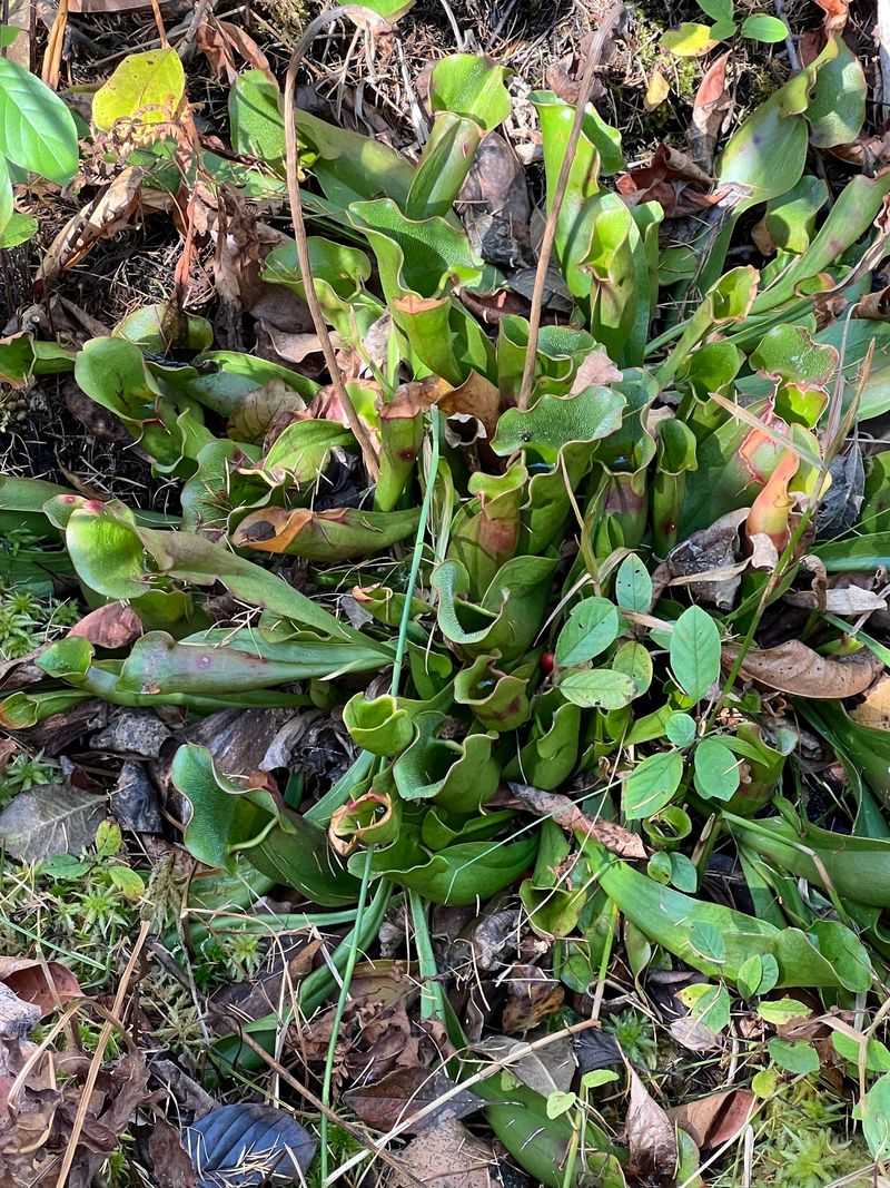 Carnivorous Plants Living in the Bog
