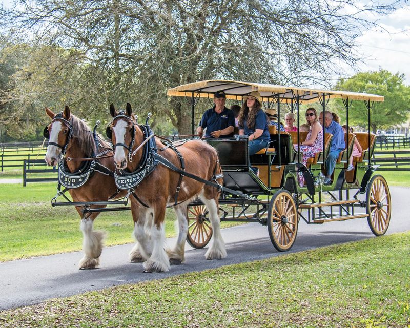 Carriage Rides Along the Oak-Lined Lanes