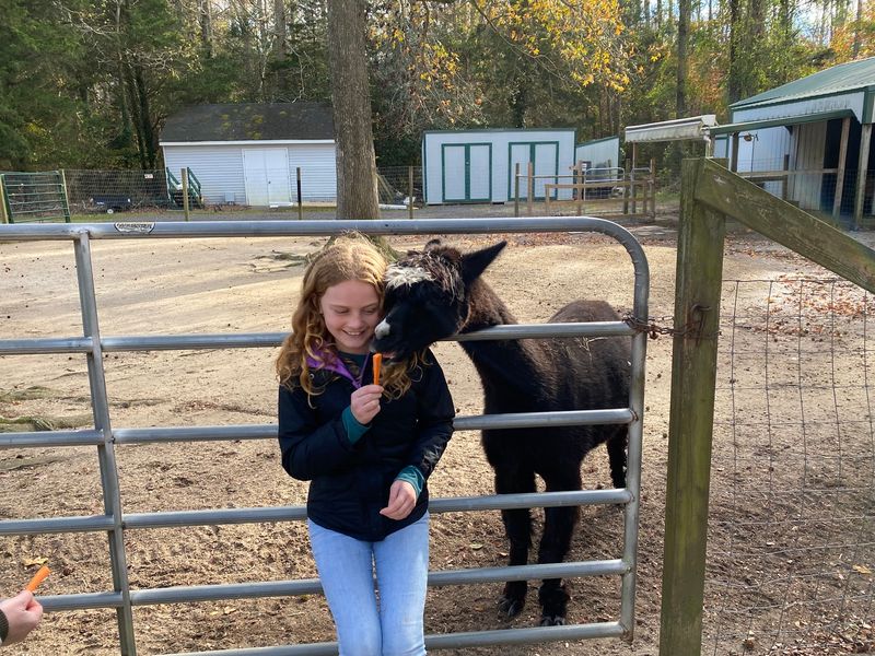 Carrot Time With the Alpacas Carrot Time With the Alpacas