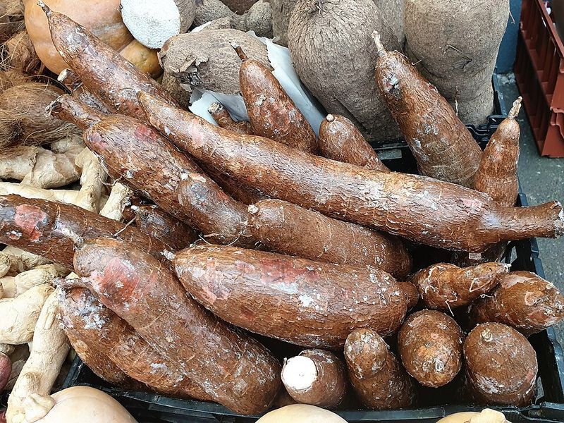 Cassava - Africa, Asia, and Latin America Cassava - Africa, Asia, and Latin America