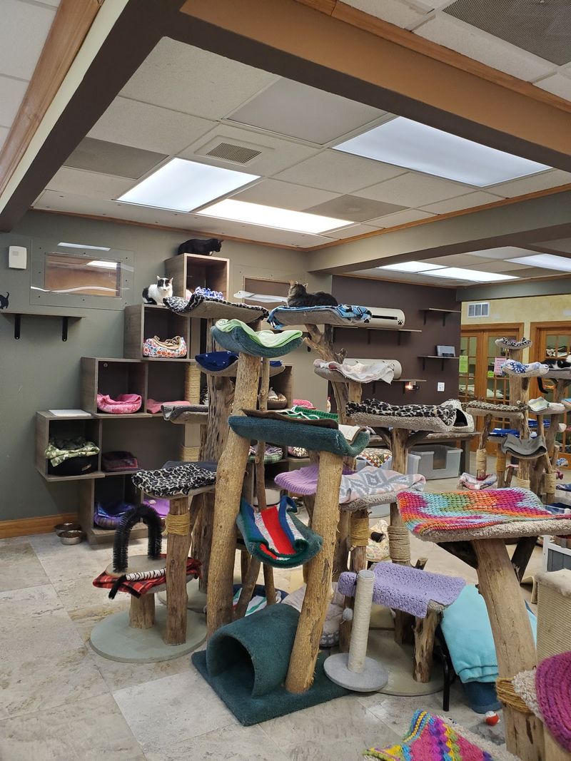 Cat Trees, Tunnels, and Sunny Shelves Everywhere You Look Cat Trees, Tunnels, and Sunny Shelves Everywhere You Look