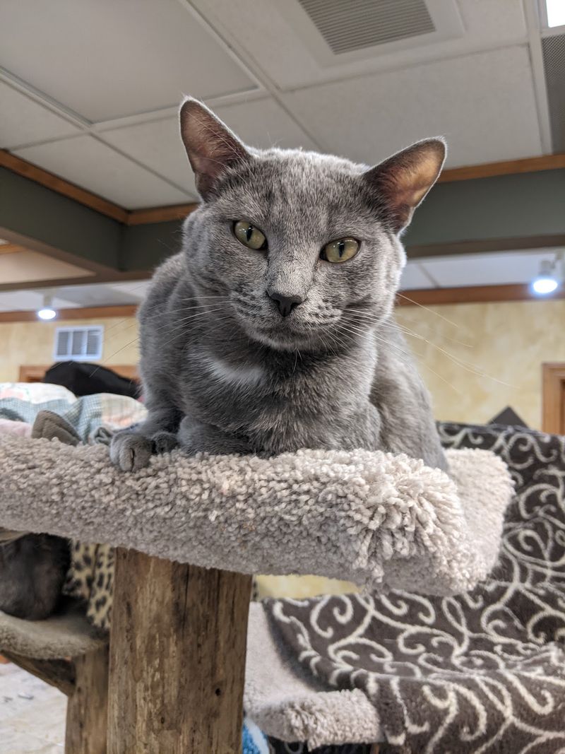 Cats That Arrive Broken and Leave Thriving Cats That Arrive Broken and Leave Thriving