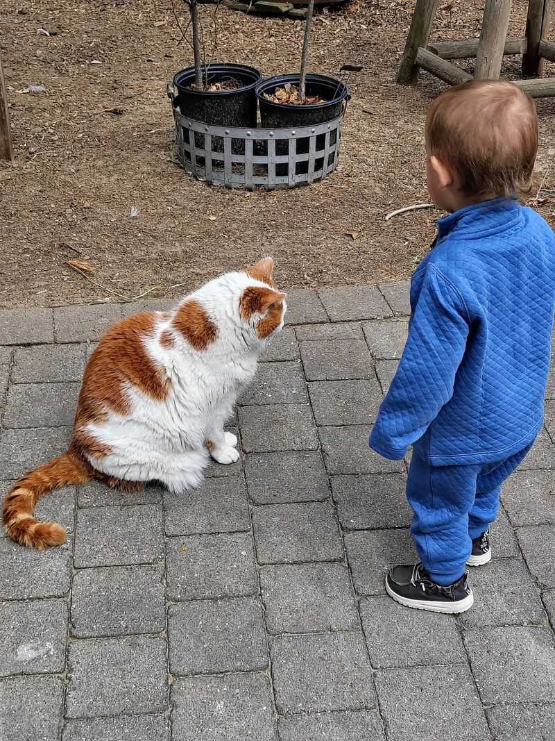 Cats on Welcome Duty Cats on Welcome Duty