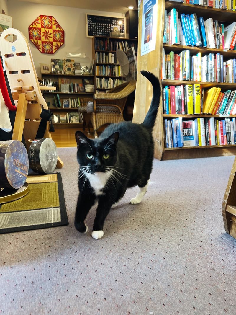 Cedric and the Shop Cats Who Run the Place Cedric and the Shop Cats Who Run the Place