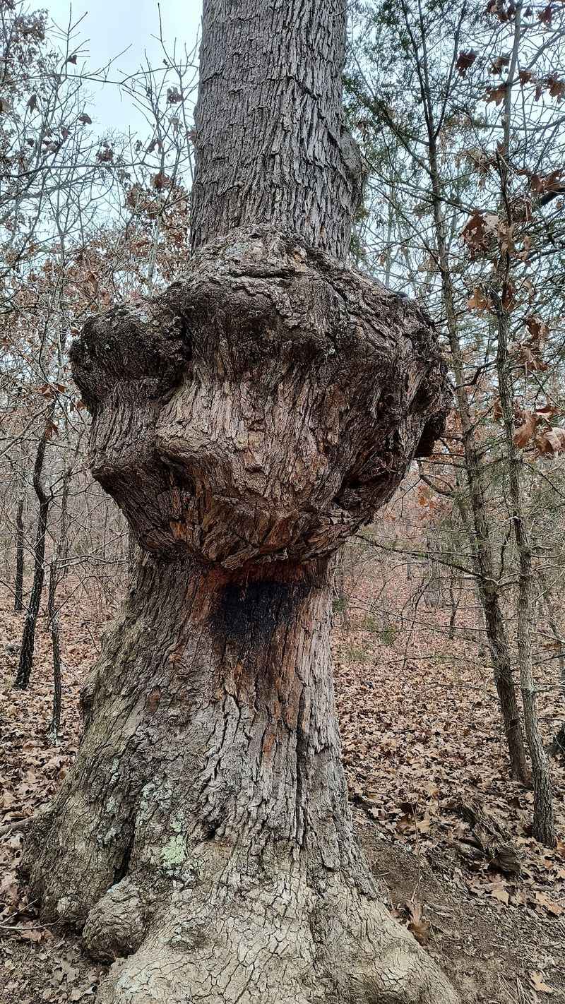 Centuries of Growth Without Interruption