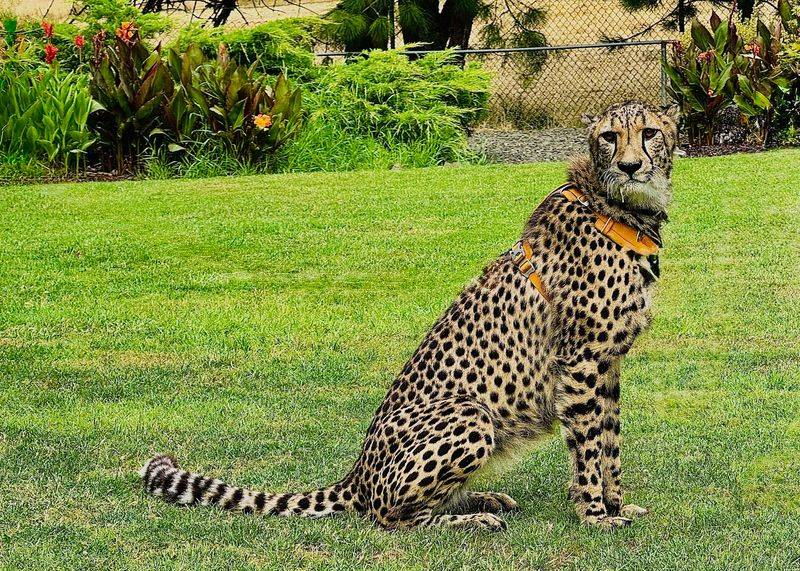 Cheetahs, the Park's Beloved Stars Cheetahs, the Park's Beloved Stars
