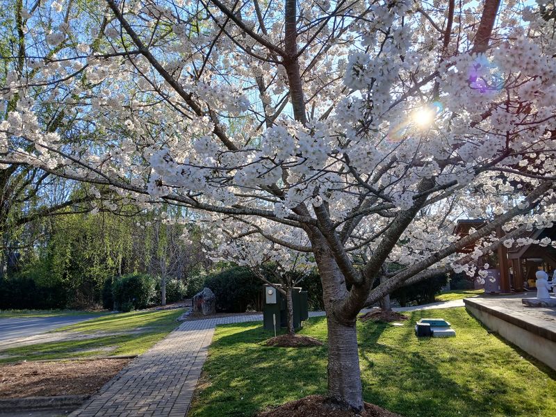 Cherry Blossoms That Signal Spring
