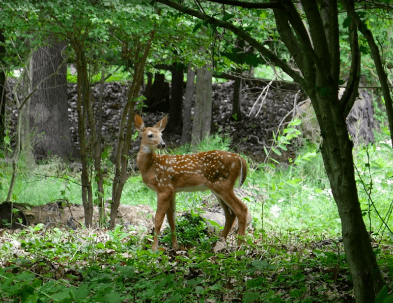 Chipmunks, Deers, Blue Jays, And Small Wildlife Moments