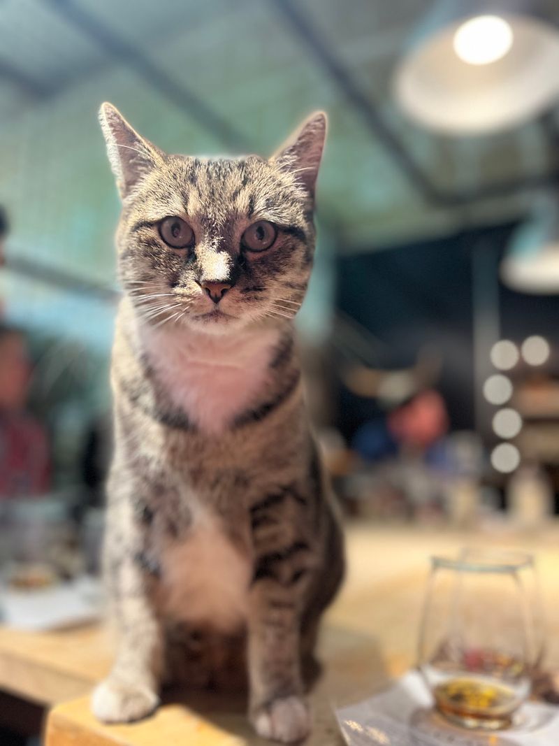 Chocolate Pairings and a Famous Cat